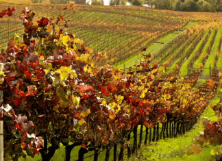 Καλλιέργεια αμπελιού