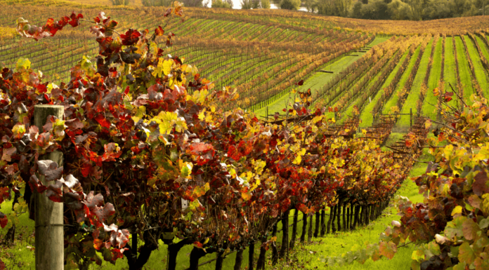 Καλλιέργεια αμπελιού