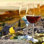 Wine and grapes. Lavaux, Switzerland