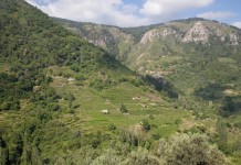 Σάμος: Χρυσαφένια κρασιά, διάσημα σε ολόκληρο τον κόσμο, από ένα Συνεταιρισμό που παραμένει πρότυπο για ολόκληρες δεκαετίες.