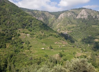 Σάμος: Χρυσαφένια κρασιά, διάσημα σε ολόκληρο τον κόσμο, από ένα Συνεταιρισμό που παραμένει πρότυπο για ολόκληρες δεκαετίες.