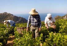 Οινοπαραγωγοί Σάμου και «κρασί που μυρίζει Ελλάδα»