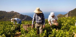 Οινοπαραγωγοί Σάμου και «κρασί που μυρίζει Ελλάδα»