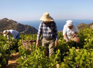 Οινοπαραγωγοί Σάμου και «κρασί που μυρίζει Ελλάδα»