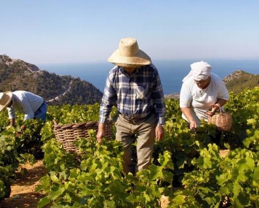 Οινοπαραγωγοί Σάμου και «κρασί που μυρίζει Ελλάδα»