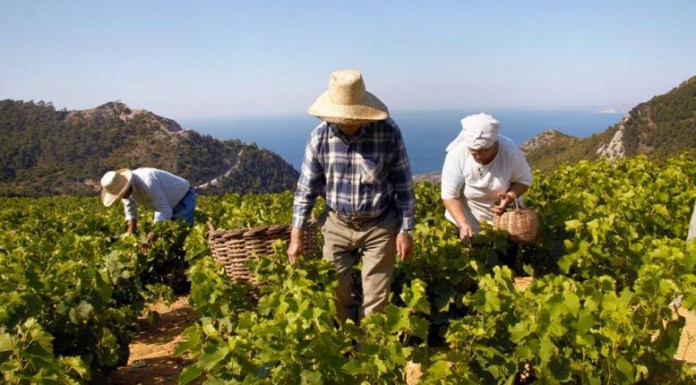Οινοπαραγωγοί Σάμου και «κρασί που μυρίζει Ελλάδα»