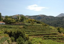 Αφιέρωμα στα φημισμένα κρασιά της Σάμου