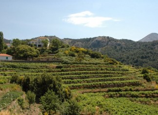 Αφιέρωμα στα φημισμένα κρασιά της Σάμου