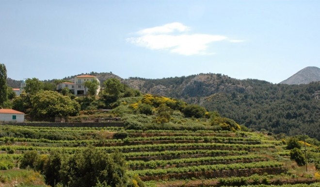 Αφιέρωμα στα φημισμένα κρασιά της Σάμου