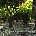 ETAIΡΙΚΗ ΠΑΡΟΥΣΙΑΣΗ του ΕΟΣ Σάμου 2015