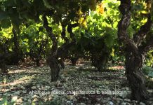 ETAIΡΙΚΗ ΠΑΡΟΥΣΙΑΣΗ του ΕΟΣ Σάμου 2015