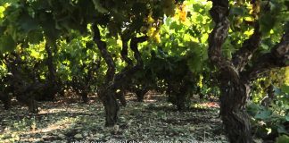 ETAIΡΙΚΗ ΠΑΡΟΥΣΙΑΣΗ του ΕΟΣ Σάμου 2015