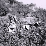 Τα πολυταξιδεµένα σαµιώτικα κρασιά