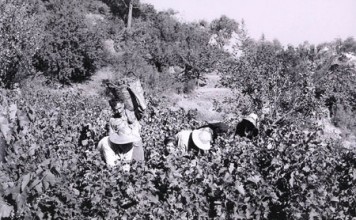 Τα πολυταξιδεµένα σαµιώτικα κρασιά