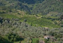 Ο ΑΜΠΕΛΩΝΑΣ ΤΗΣ ΣΑΜΟΥ – ΟΙ ΙΔΙΑΙΤΕΡΟΤΗΤΕΣ ΕΝΟΣ ΝΗΣΙΩΤΙΚΟΥ ΑΜΠΕΛΩΝΑ