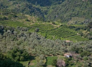 Ο ΑΜΠΕΛΩΝΑΣ ΤΗΣ ΣΑΜΟΥ – ΟΙ ΙΔΙΑΙΤΕΡΟΤΗΤΕΣ ΕΝΟΣ ΝΗΣΙΩΤΙΚΟΥ ΑΜΠΕΛΩΝΑ