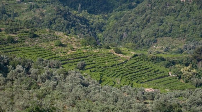 Ο ΑΜΠΕΛΩΝΑΣ ΤΗΣ ΣΑΜΟΥ – ΟΙ ΙΔΙΑΙΤΕΡΟΤΗΤΕΣ ΕΝΟΣ ΝΗΣΙΩΤΙΚΟΥ ΑΜΠΕΛΩΝΑ