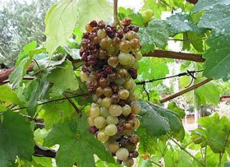 ΟΔΗΓΙΕΣ ΦΥΤΟΠΡΟΣΤΑΣΙΑΣ για Ωίδιο.