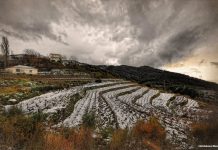 ΣΑΜΙΑΚΟΣ ΑΜΠΕΛΩΝΑΣ