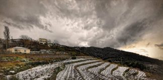 ΣΑΜΙΑΚΟΣ ΑΜΠΕΛΩΝΑΣ