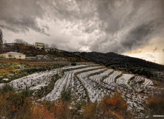 ΣΑΜΙΑΚΟΣ ΑΜΠΕΛΩΝΑΣ