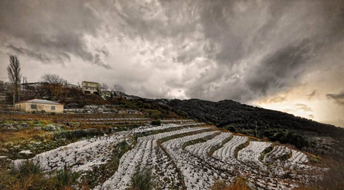 ΣΑΜΙΑΚΟΣ ΑΜΠΕΛΩΝΑΣ