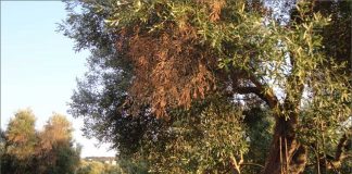 ΕΝΔΙΑΦΕΡΟΥΣΑ ΗΜΕΡΙΔΑ ΓΙΑ ΚΑΛΛΙΕΡΓΗΤΕΣ