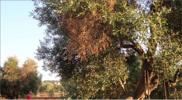 ΕΝΔΙΑΦΕΡΟΥΣΑ ΗΜΕΡΙΔΑ ΓΙΑ ΚΑΛΛΙΕΡΓΗΤΕΣ