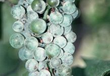 Βιολογική φυτοπροστασία κατά παθογόνων μυκήτων στο αμπέλι.