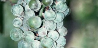 Βιολογική φυτοπροστασία κατά παθογόνων μυκήτων στο αμπέλι.