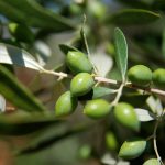 ΑΠΟΖΗΜΙΩΣΗ ΓΙΑ ΤΑ ΕΛΑΙΟΔΕΝΤΡΑ