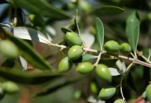 ΑΠΟΖΗΜΙΩΣΗ ΓΙΑ ΤΑ ΕΛΑΙΟΔΕΝΤΡΑ