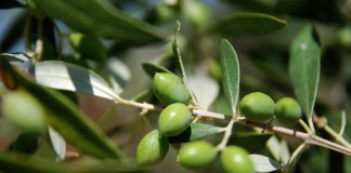 ΑΠΟΖΗΜΙΩΣΗ ΓΙΑ ΤΑ ΕΛΑΙΟΔΕΝΤΡΑ