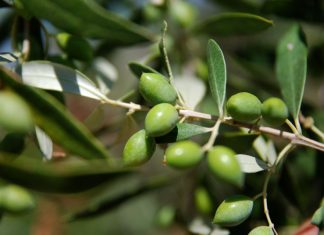 ΑΠΟΖΗΜΙΩΣΗ ΓΙΑ ΤΑ ΕΛΑΙΟΔΕΝΤΡΑ