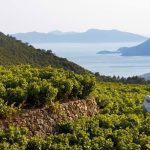 Η δροσιά ενός Μικρόρωγου Σαμιώτικου Μοσχάτου