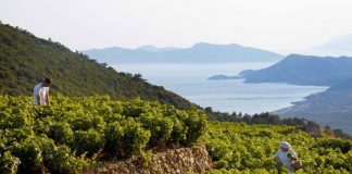 Η δροσιά ενός Μικρόρωγου Σαμιώτικου Μοσχάτου