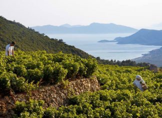 Η δροσιά ενός Μικρόρωγου Σαμιώτικου Μοσχάτου