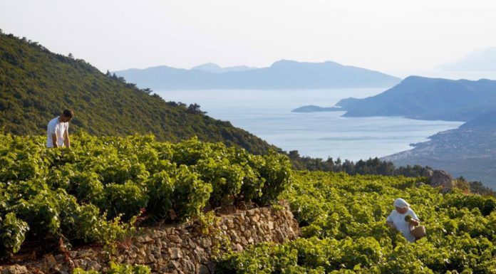 Η δροσιά ενός Μικρόρωγου Σαμιώτικου Μοσχάτου