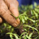 ΠΡΟΚΗΡΥΞΗ ΤΩΝ ΕΝΙΣΧΥΣΕΩΝ ΤΗΣ ΒΙΟΛΟΓΙΚΗΣ ΓΕΩΡΓΙΑΣ