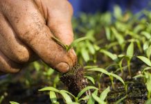 ΠΡΟΚΗΡΥΞΗ ΤΩΝ ΕΝΙΣΧΥΣΕΩΝ ΤΗΣ ΒΙΟΛΟΓΙΚΗΣ ΓΕΩΡΓΙΑΣ