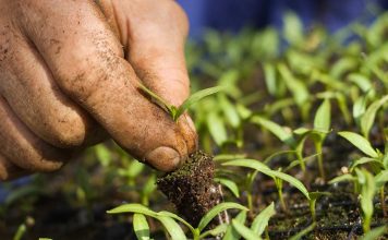 ΠΡΟΚΗΡΥΞΗ ΤΩΝ ΕΝΙΣΧΥΣΕΩΝ ΤΗΣ ΒΙΟΛΟΓΙΚΗΣ ΓΕΩΡΓΙΑΣ
