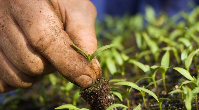 ΠΡΟΚΗΡΥΞΗ ΤΩΝ ΕΝΙΣΧΥΣΕΩΝ ΤΗΣ ΒΙΟΛΟΓΙΚΗΣ ΓΕΩΡΓΙΑΣ