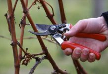 Το κλάδεμα του αμπελιού