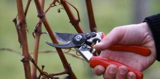 Το κλάδεμα του αμπελιού