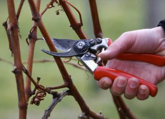 Το κλάδεμα του αμπελιού