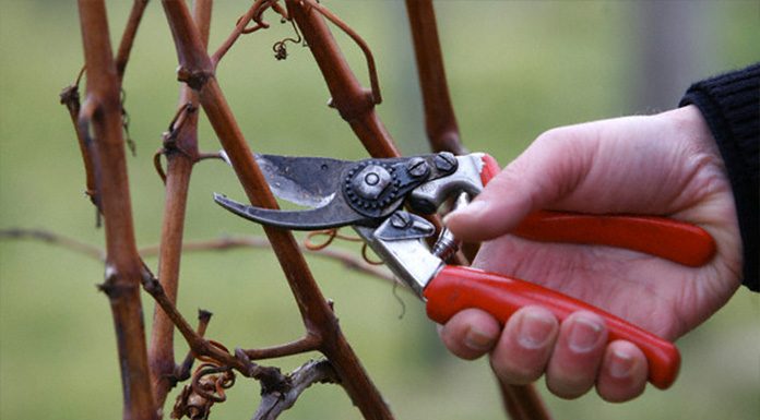 Το κλάδεμα του αμπελιού