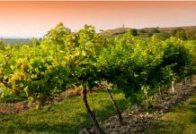 Επείγουσα ΑΝΑΚΟΙΝΩΣΗ για ψεκασμό κατά ευδεμίδας