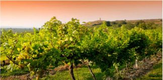 Εγκύκλιος τρυγητού 2020