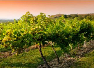 Εγκύκλιος τρυγητού 2020