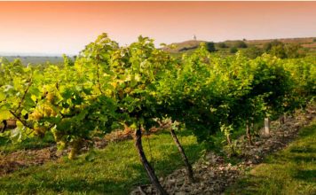 Επείγουσα ΑΝΑΚΟΙΝΩΣΗ για ψεκασμό κατά ευδεμίδας